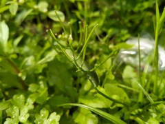 Pieris rapae crucivora
