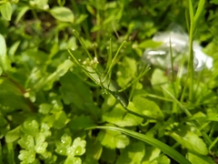Pieris rapae crucivora