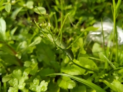 Pieris rapae crucivora
