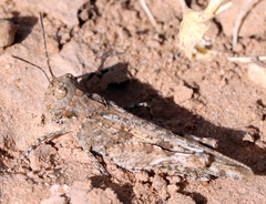 Trachyrhachys aspera