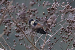 Sittiparus castaneoventris