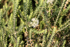 Melaleuca huegelii