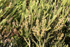 Melaleuca huegelii