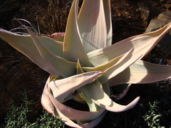 Aloe striata
