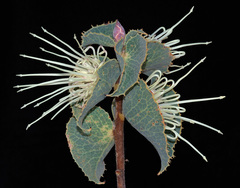 Hakea conchifolia