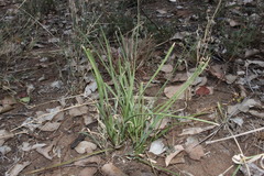 Lomandra multiflora multiflora