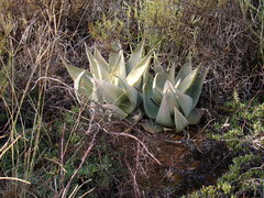 Aloe striata