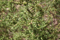Maireana microphylla