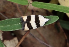Zonopetala divisella