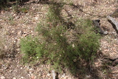 Maireana microphylla
