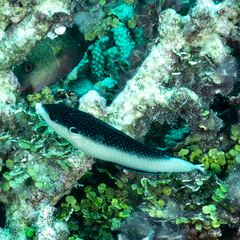 Anampses neoguinaicus