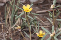 Portulaca filifolia