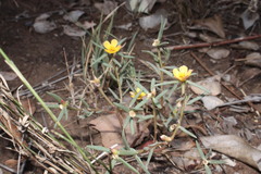 Portulaca filifolia