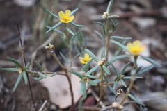 Portulaca filifolia