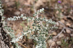 Sclerolaena birchii