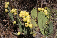 Opuntia huajuapensis