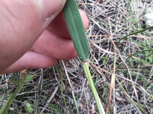 Dichanthium image