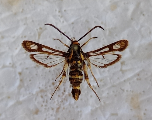 podobník balotový (Chamaesphecia annellata)