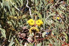 Eucalyptus erythrocorys