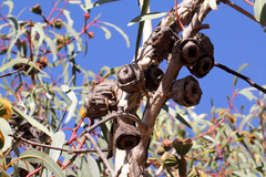 Eucalyptus erythrocorys