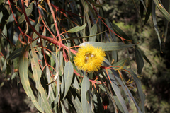 Eucalyptus erythrocorys