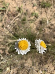 Leucochrysum