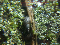 Lymnaea stagnalis