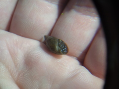 Lymnaea stagnalis
