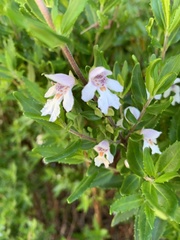 Prostanthera subalpina