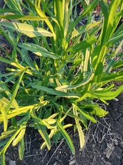 Helenium quadridentatum