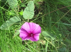 Ipomoea oblongata