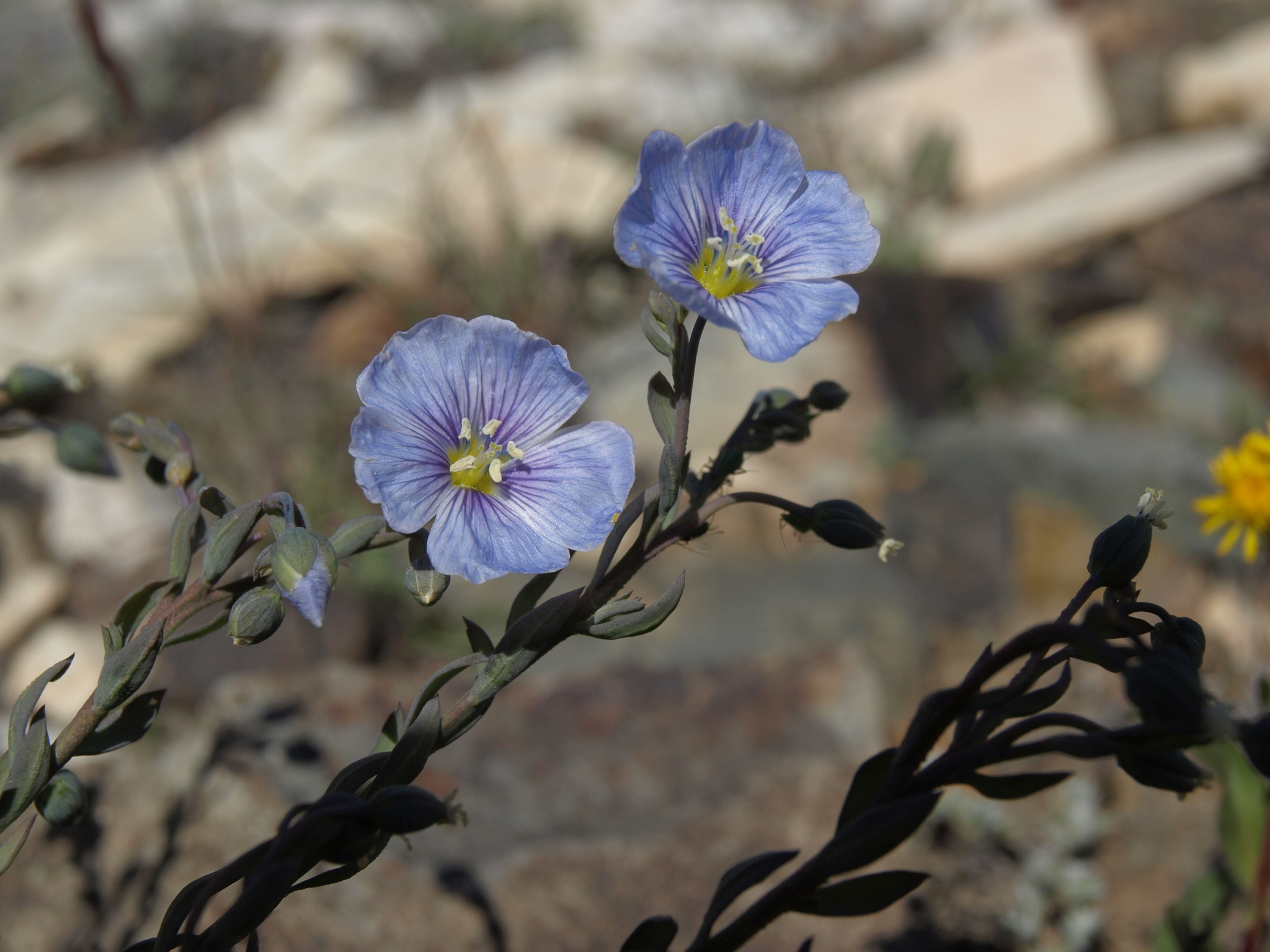 Linum lewisii var. lewisii