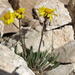 Packera werneriifolia - Photo (c) Jim Morefield, algunos derechos reservados (CC BY)