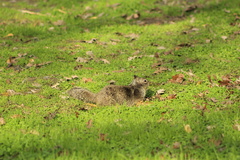 Otospermophilus beecheyi