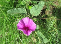 Ipomoea oblongata