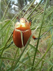 Anoplognathus viriditarsis