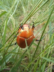 Anoplognathus viriditarsis