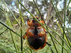 Anoplognathus viriditarsis