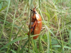Anoplognathus viriditarsis