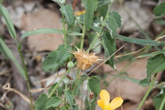 Abutilon oxycarpum subsagittatum