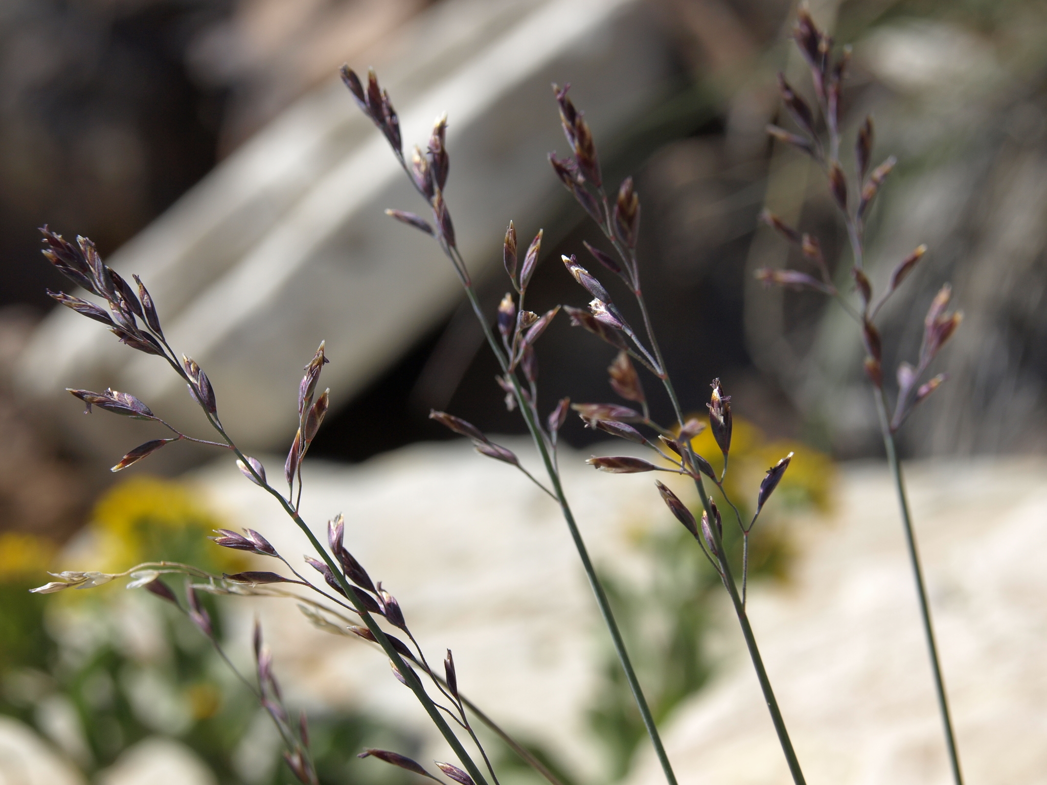 Poa glauca ssp. rupicola