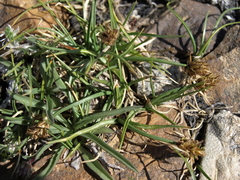 Carex incurviformis