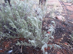 Senna artemisioides artemisioides