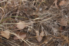 Aristida leptopoda