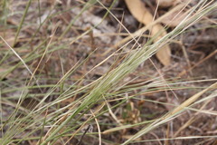 Aristida leptopoda