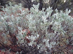 Senna artemisioides helmsii