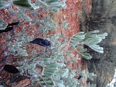 Senna artemisioides helmsii