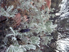 Senna artemisioides helmsii