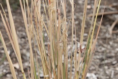 Bothriochloa decipiens