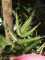 Pteris arisanensis